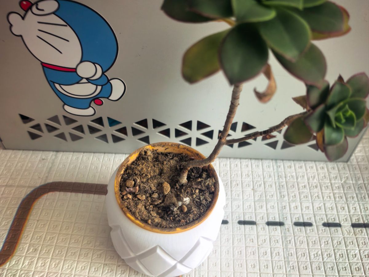Diamond-shaped flower pot - 造梦工厂 | Nexprint: Free 3D Model Downloads