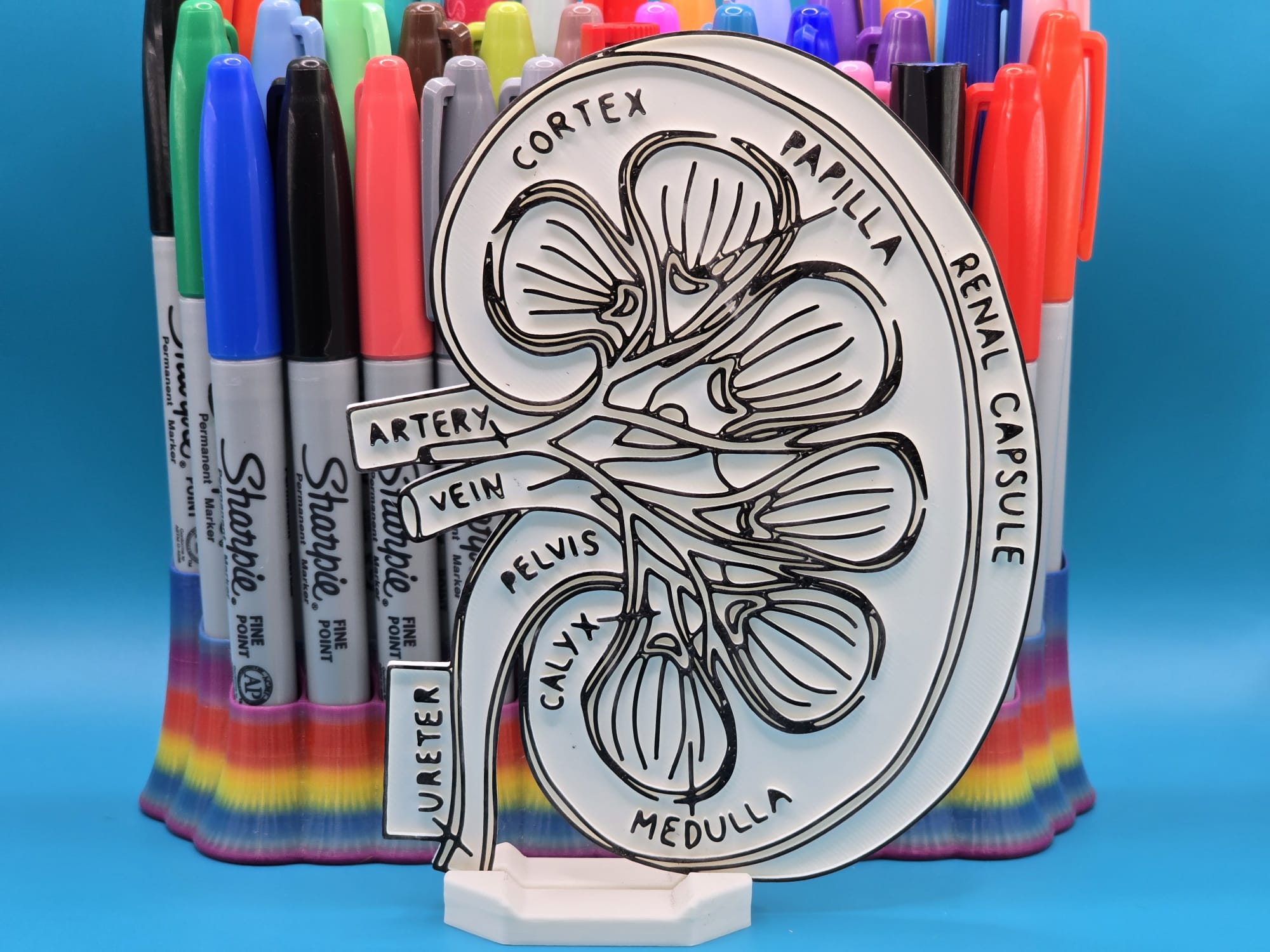 Kidney Anatomy Coloring Craft - MERILNO3D | Nexprint: Free 3D Model ...