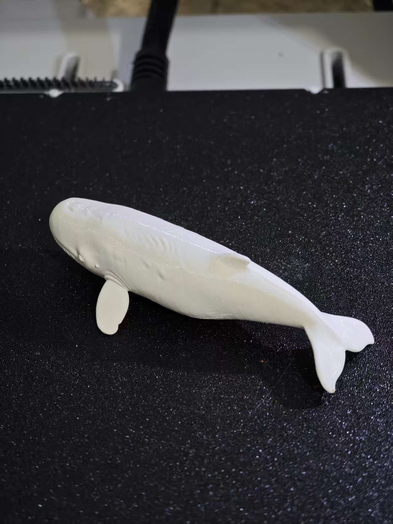 抹香鲸- NextPrint 3D Model | 3Drop